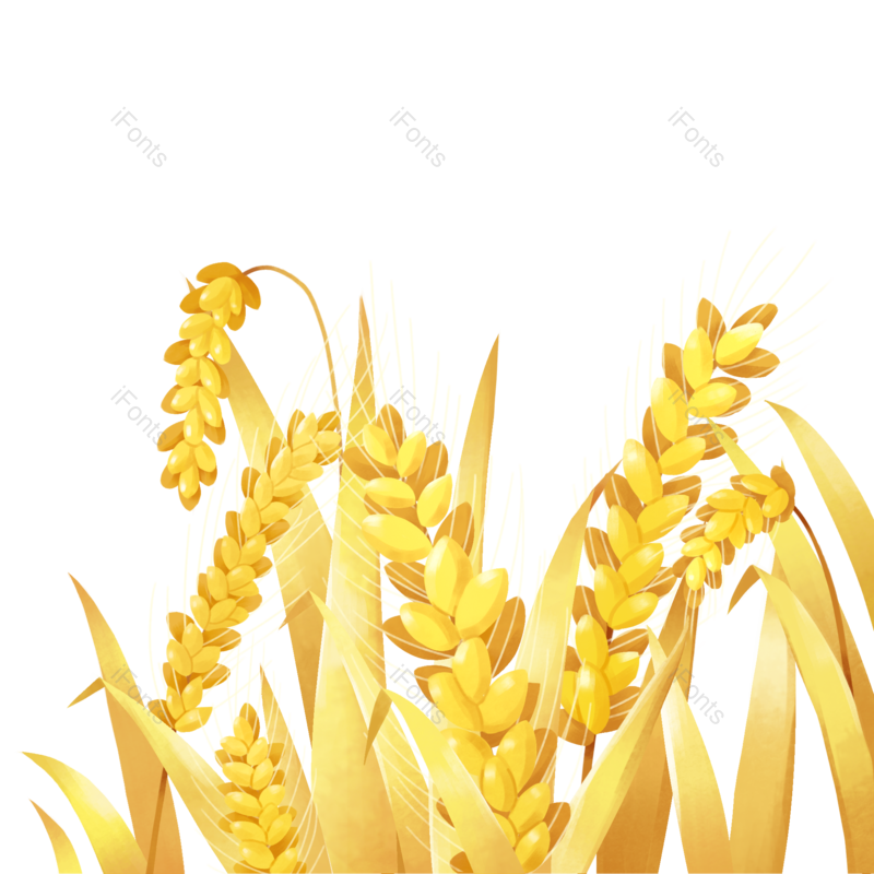 芒种图片,丰收元素,麦田PNG,麦穗免抠素材